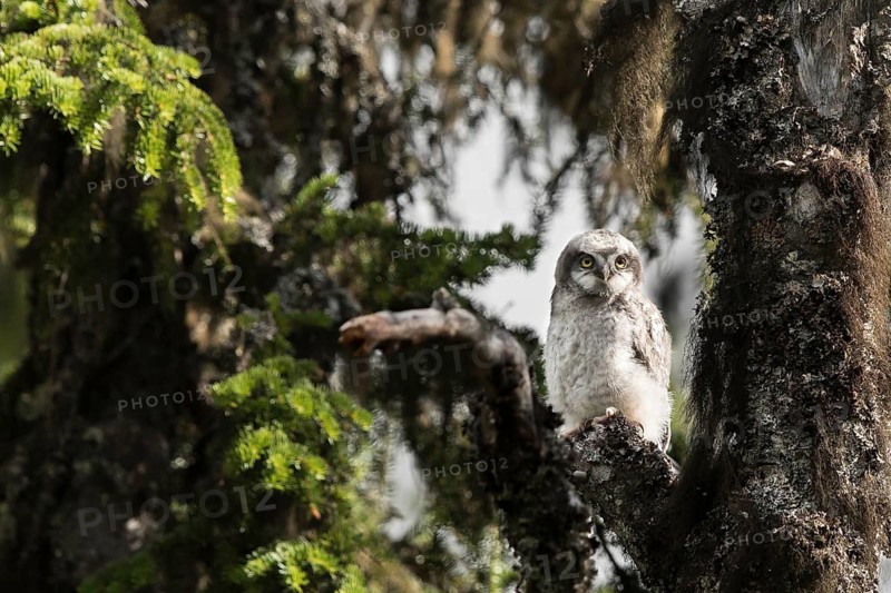 Northern Hawk-Owl (Surnia ulula) juvenile, Dalarna, Sweden