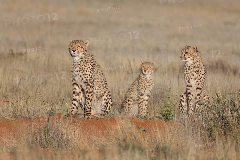Cheetah (Acinonyx jubatus) adults with immature sitting in grassland, Philippolis, South Africa