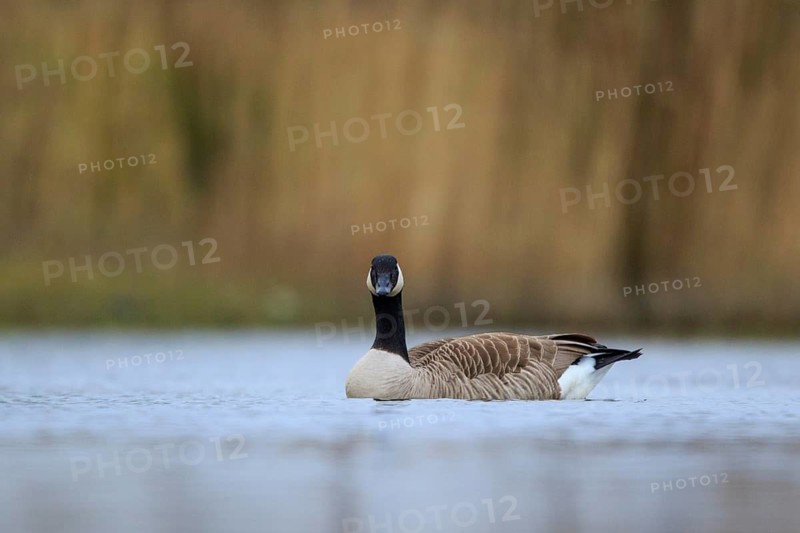 Canada Goose (Branta canadensis), North Rhine-Westphalia, Germany