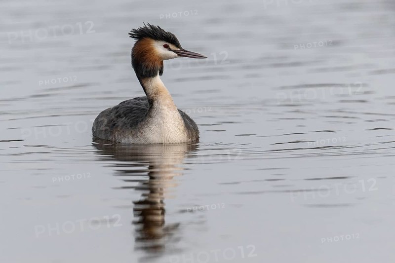 Great Crested Grebe (Podiceps cristatus), Emsland, Lower Saxony, Germany