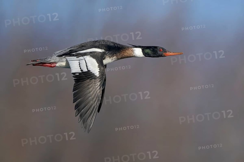 Red-breasted Merganser (Mergus serrator) male flying, Alaska, USA
