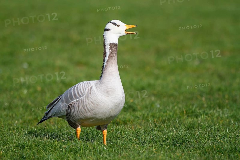 Bar-headed Goose (Anser indicus) calling, Netherlands