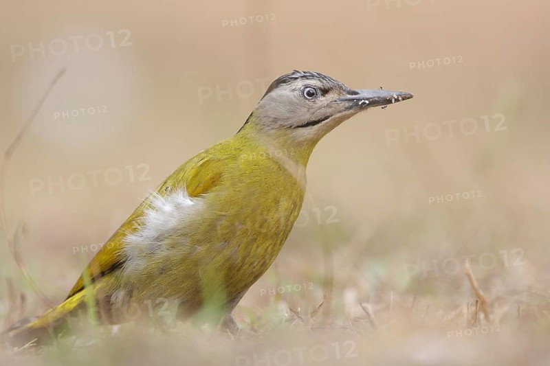 Grey-headed Woodpecker (Picus canus) female, Nam Nao National Park, Thailand