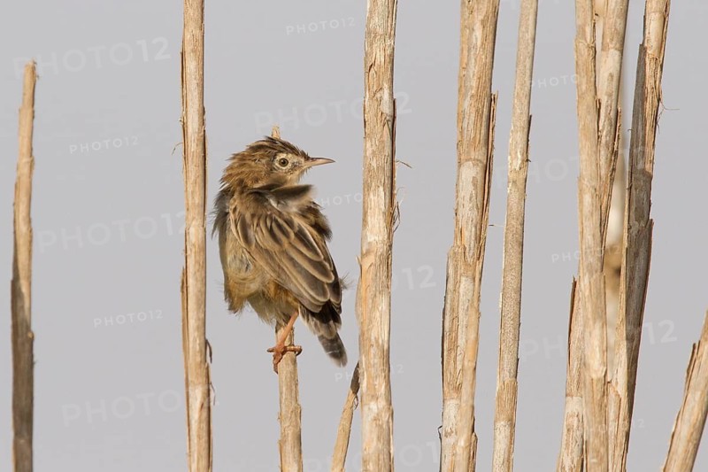 Zitting Cisticola (Cisticola juncidis), Morocco