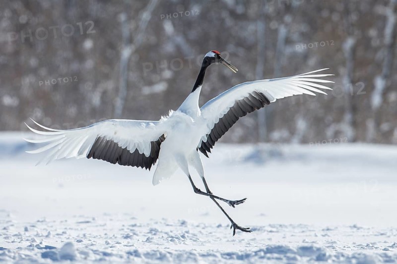 Red-crowned Crane (Grus japonensis), Hokkaido, Japan
