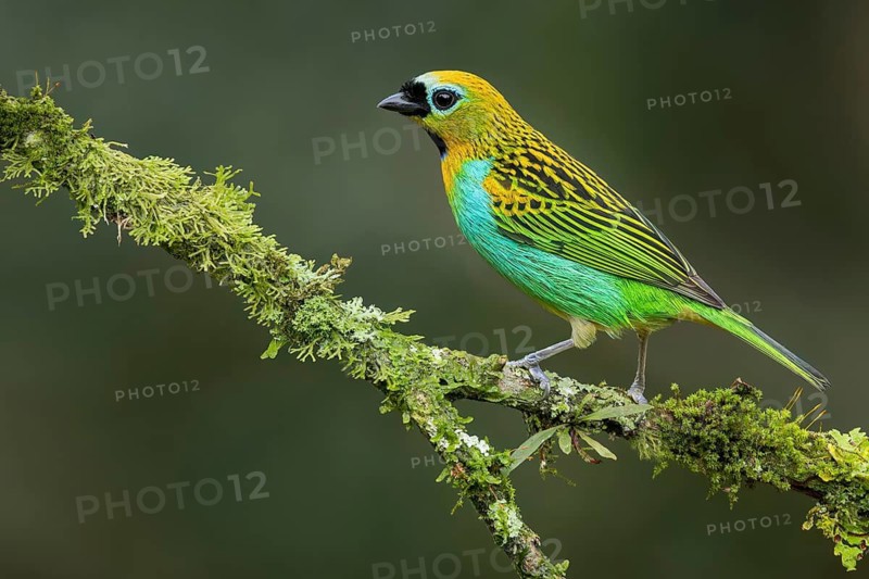 Brassy-breasted Tanager (Tangara desmaresti) perched on a branch in the Atlantic Rainforest of Brazil