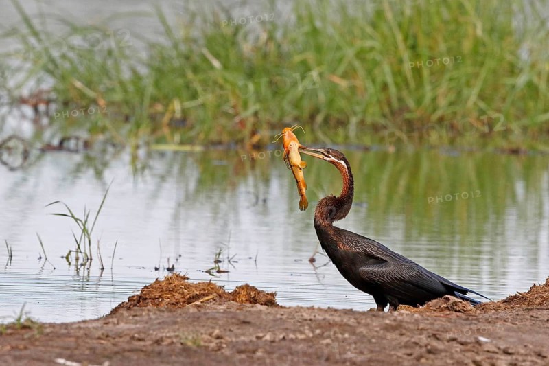 African Darter (Anhinga rufa) with captured fish prey, Okavango-Delta, Botswana