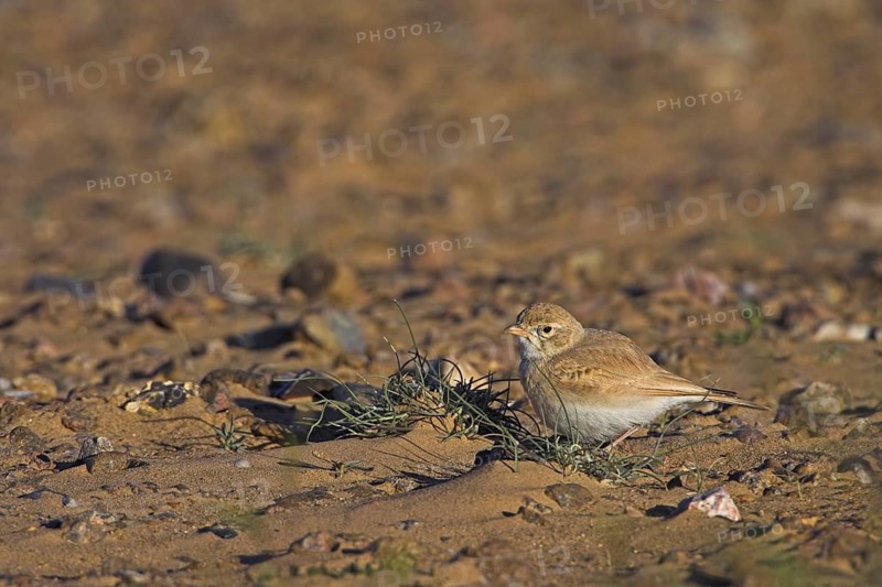 Bar-tailed Lark (Ammomanes cinctura), Morocco