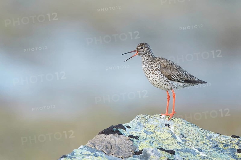 Common Redshank (Tringa totanus) calling, Dovrefjell, Norway