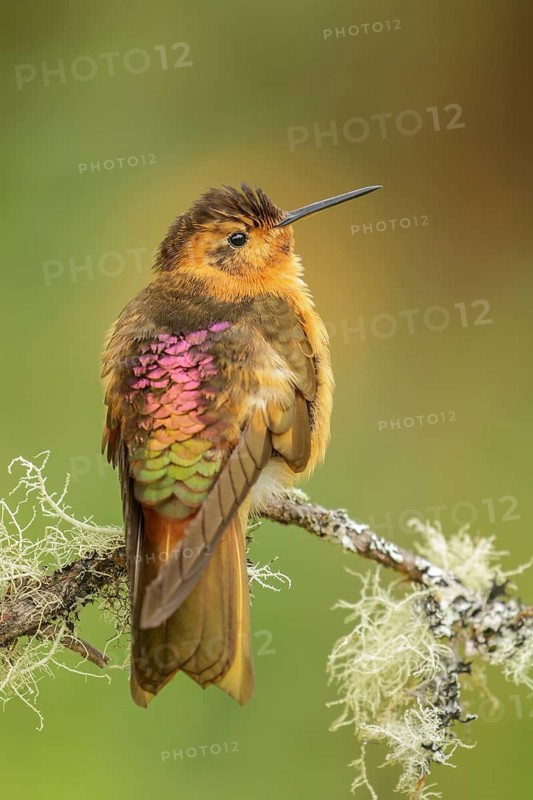 Shining Sunbeam (Aglaeactis cupripennis) perched on a branch in the Andes mountains of Colombia