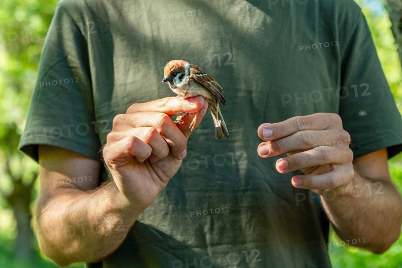 Cropped unrecognizable biologist examines a tree sparrow (Passer montanus) to assess health during a scientific bird ringing project to support ecosystem sustainability