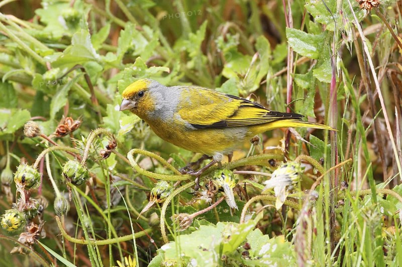 Cape Canary, Serinus canicollis
