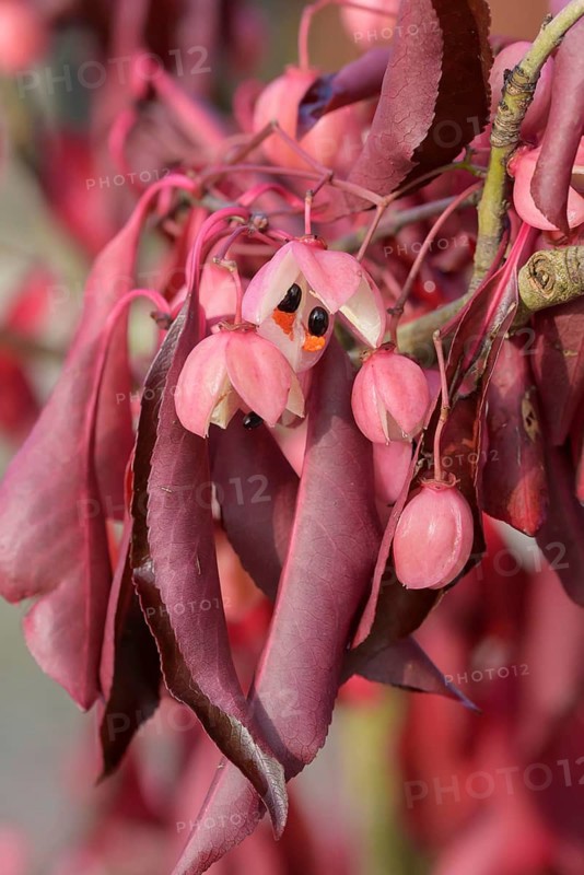 Spindle bush (Euonymus grandiflorus 'Red Wine'), Artmeyer Pflanzenforum, Federal Republic of Germany