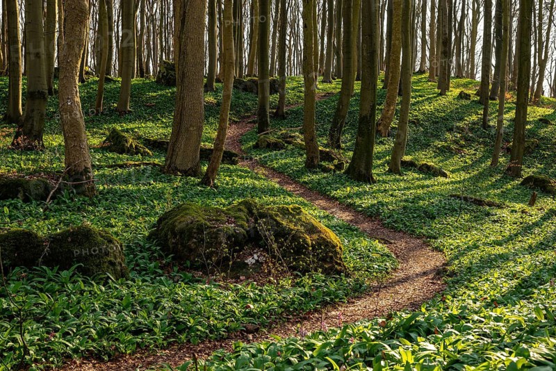 Winding forest path through an idyllic beech forest in spring with lush green wild garlic on the ground, Naturwald Saubrink-Oberberg, Ith, Weserbergland, Lower Saxony, Germany