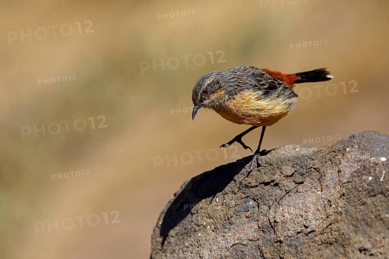 Orange-breasted rock skipper, (Chaetops aurantius), Africa, South Africa, Kwazulu-Natal, Underberg surroundings / Sani Pass Tour, Underberg, KwaZulu-Natal