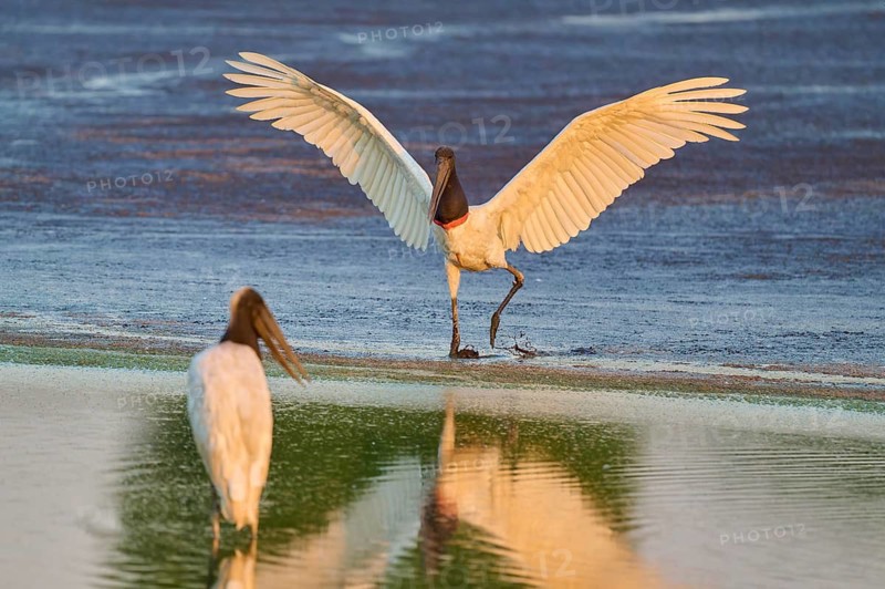 Two birds on the water, one landing with reflection on the water surface, Jabiru (Jabiru mycteria), Pantanal, Mato Grosso, Brazil
