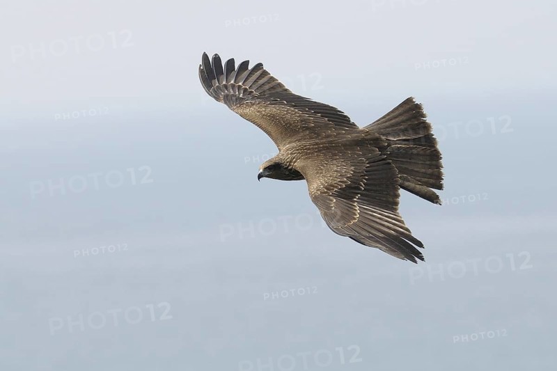 Black Kite (Milvus migrans) flying, Goa, India