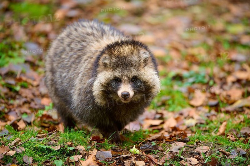 A raccoon dog in a natural environment among fallen autumn leaves, raccoon dog (Nyctereutes procyonoides), Hesse, Germany