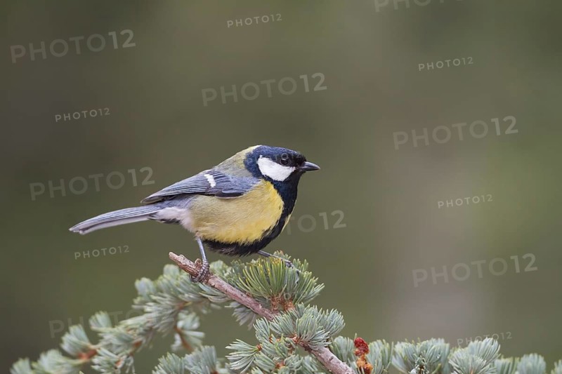 Great Tit - Kohlmeise - Parus major ssp. excelsus, Morocco, adult male