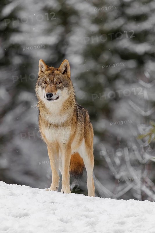 An adult female grey wolf (Canis lupus lupus) stands on a sloping, snow-covered meadow on a cold, cloudy day. A forest can be seen in the background