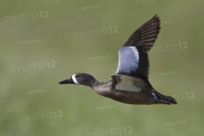 Blue-winged Teal (Spatula discors) male flying, Alberta, Canada