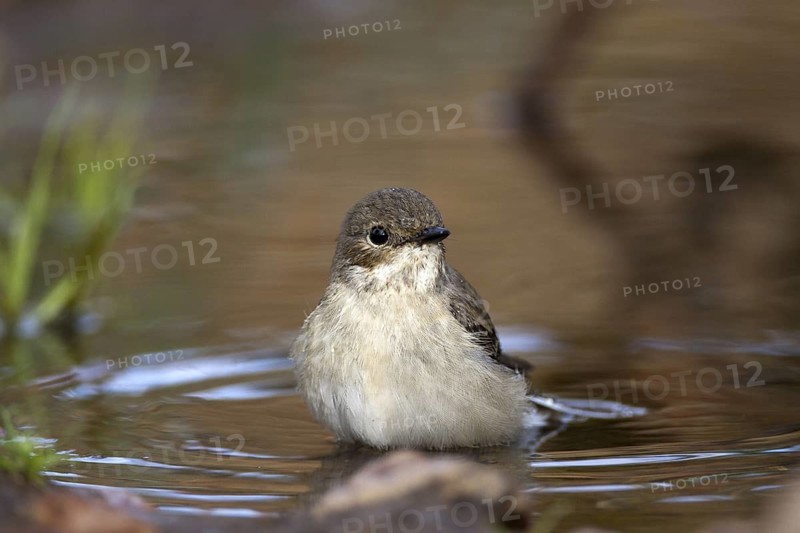 European Pied Flycatcher (Ficedula hypoleuca) female, Castile-La Mancha, Spain