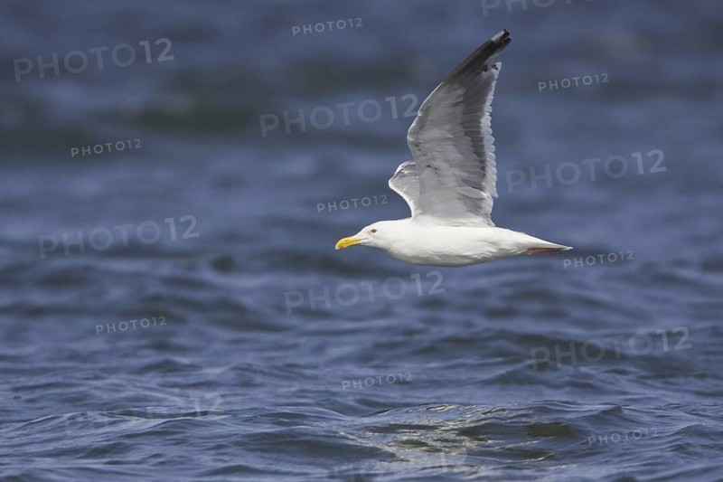 Western Gull (Larus occidentalis), Washington, USA