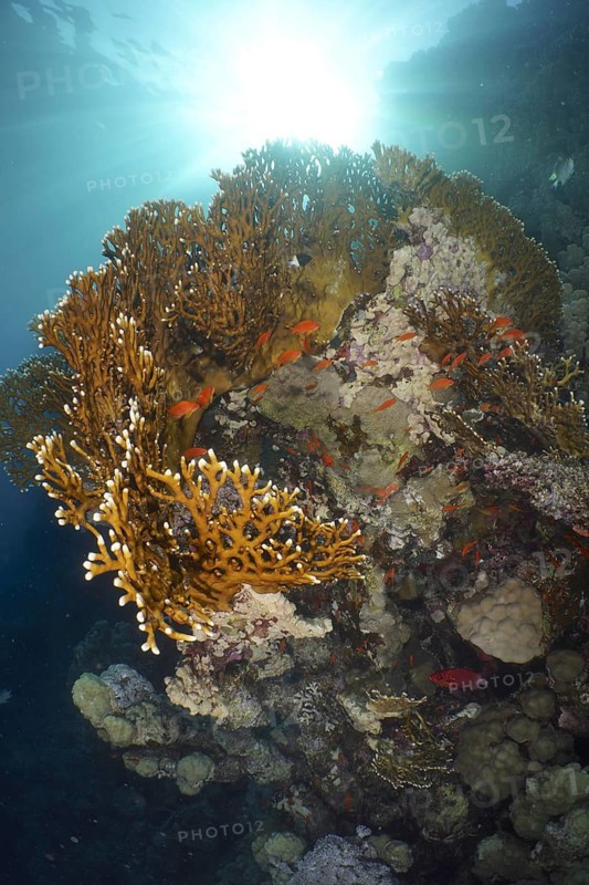 Lattice fire coral (Millepora dichotoma)