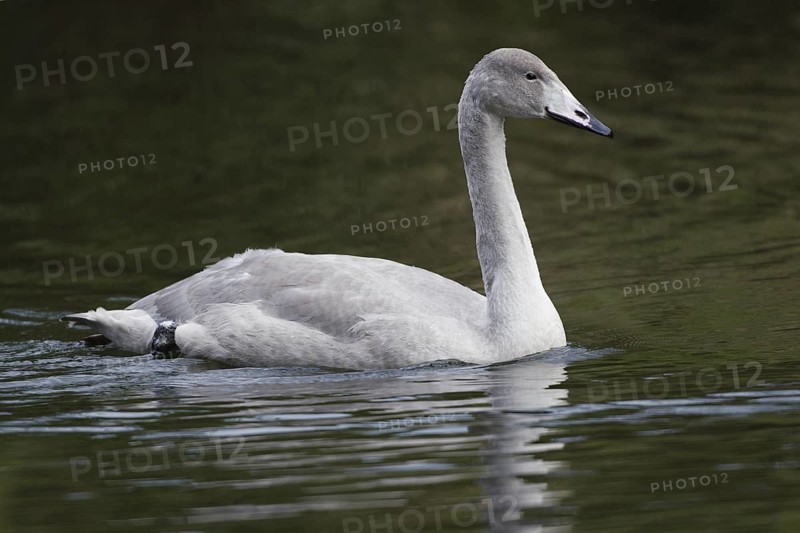 Whooper Swan (Cygnus cygnus) juvenile, Netherlands