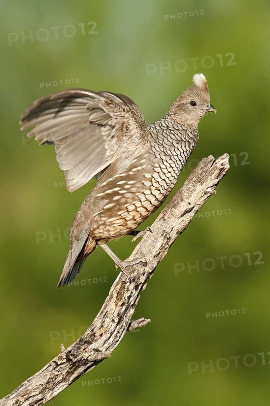 Scaled Quail (Callipepla squamata), Texas, USA