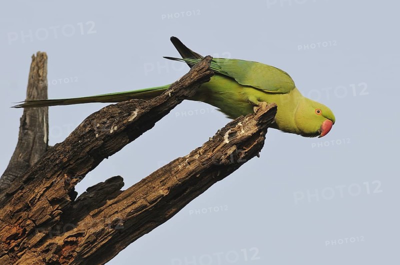 Rose-ringed Parakeet (Psittacula krameri), Keoladeo National Park, India