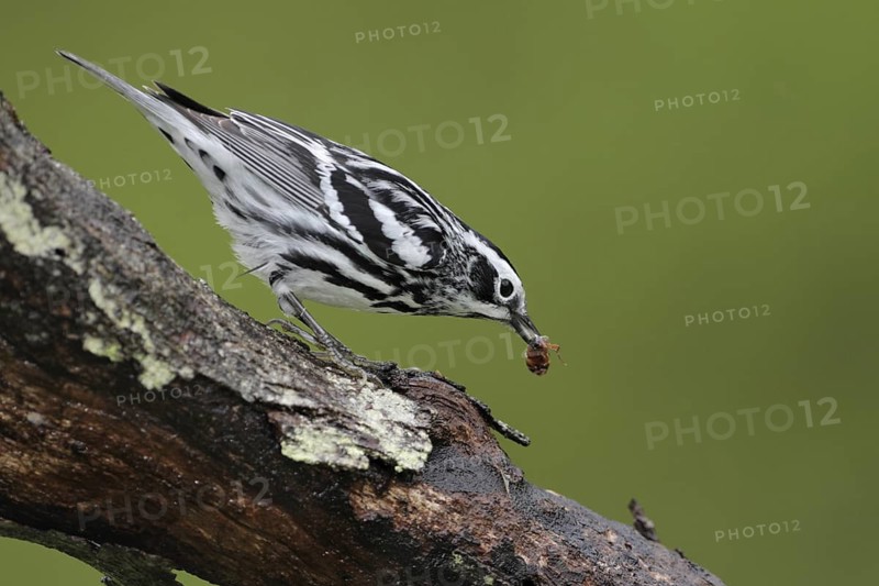 Black-and-white Warbler (Mniotilta varia), West Virginia, USA