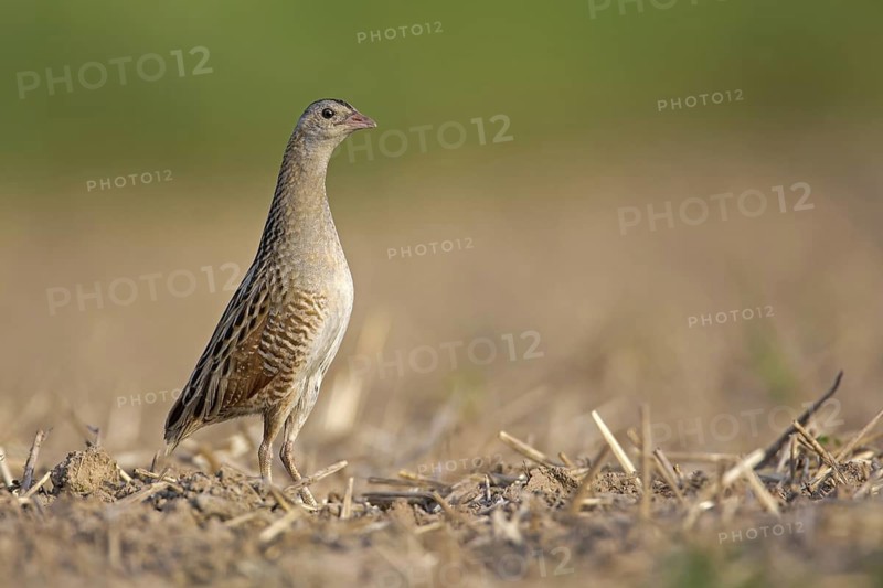 Corn Crake (Crex crex), Saxony-Anhalt, Germany