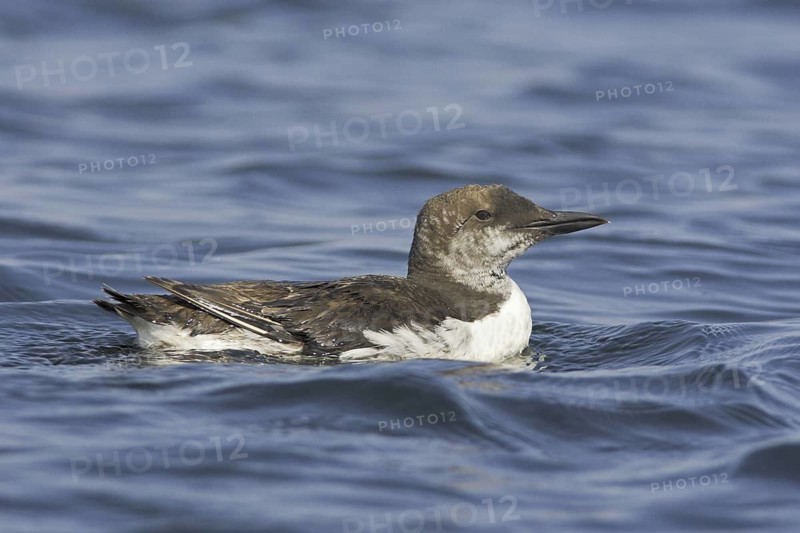 Common Murre (Uria aalge), Newfoundland, Canada