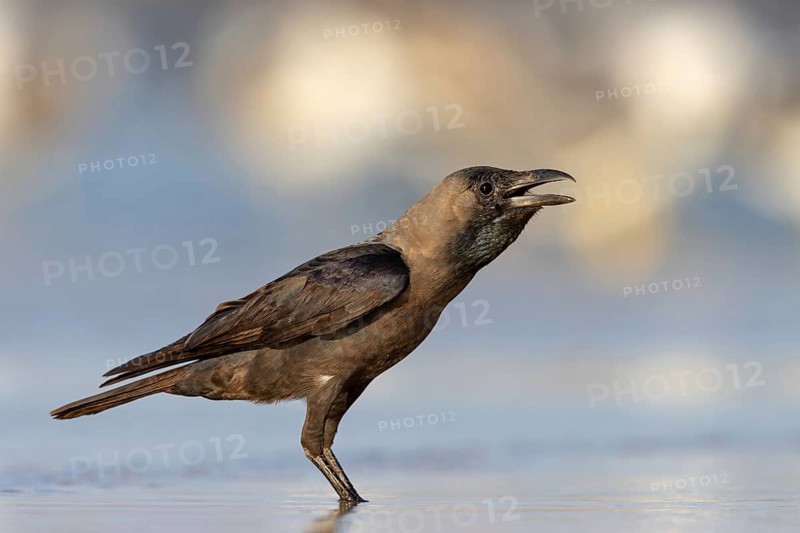Shining Crow, Indian House Crow, House Crow, (Corvus splendens), Corbeau familier, Corneja India, Raysut, Salalah, Dhofar, Oman
