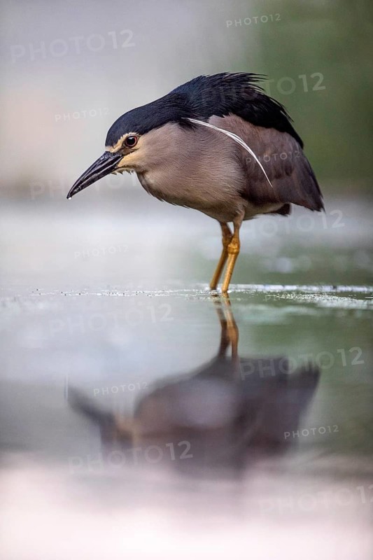 Black crowned night heron (Nycticorax nycticorax) in the water with reflection, Pusztaszer, Hungary