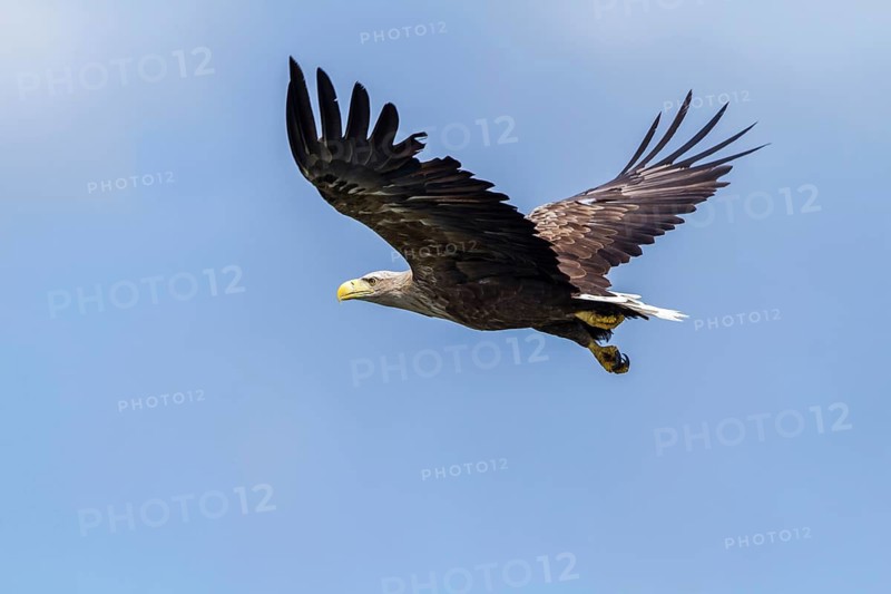 White-tailed Eagle (Haliaeetus albicilla) flying, Mecklenburg-Western Pomerania, Germany