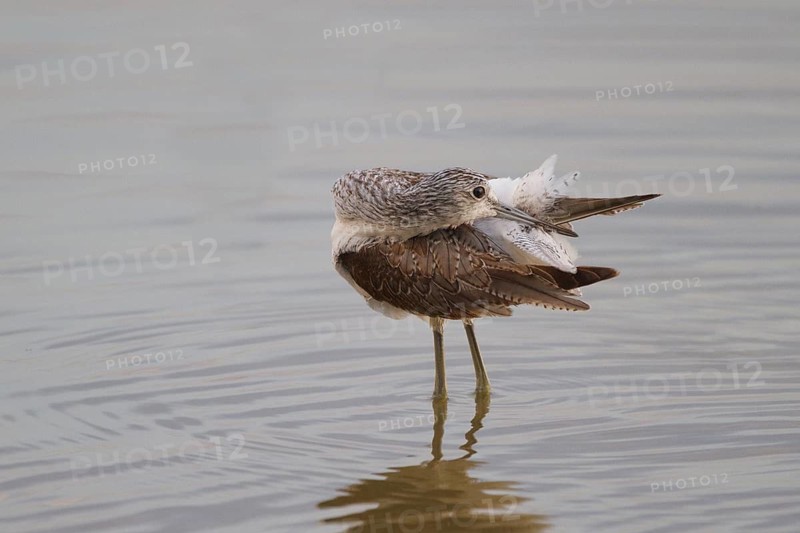 Common Greenshank (Tringa nebularia) preening, Spain
