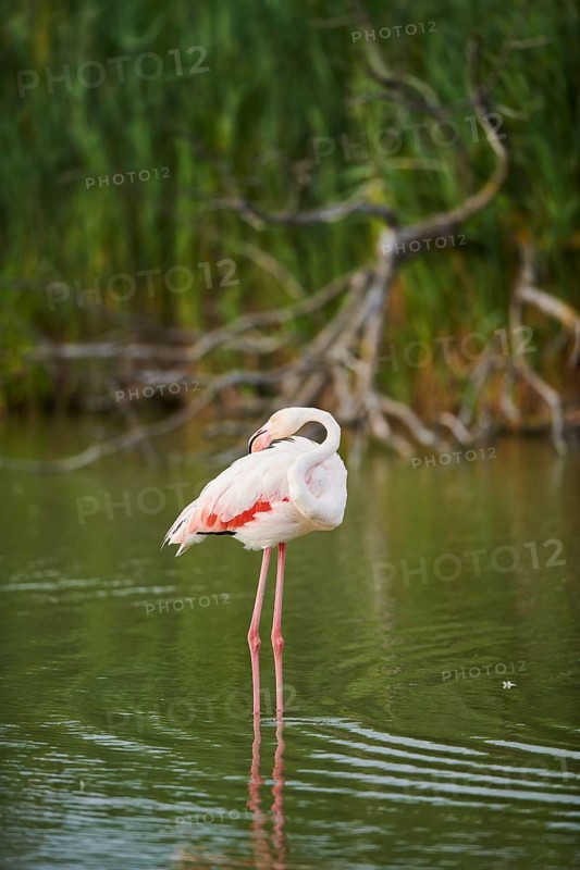 Greater Flamingo (Phoenicopterus roseus) standing in the water, Parc Naturel Regional de Camargue, France