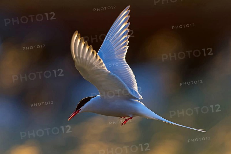 Arctic Arctic Tern, Sterna paradisaea, Sterne arctique, Charrán Ártico, Varanger, Finnmark, Norway