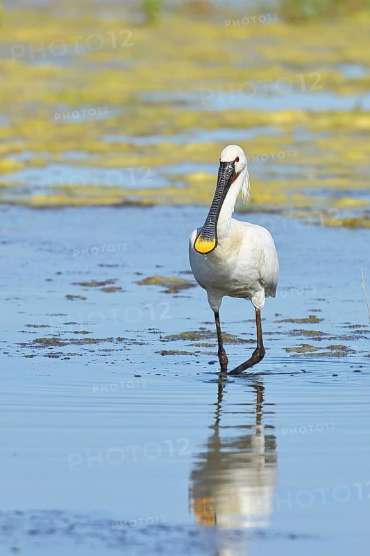 Spoonbill (Platalea leucorodia), adult bird striding through shallow water, adult bird in splendour, wildlife, Ziggsee, Burgenland, Austria