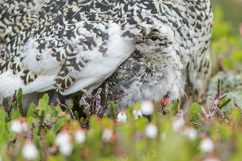 White-tailed Ptarmigan (Lagopus leucurus) in the alpine habitat of British Columbia, Canada
