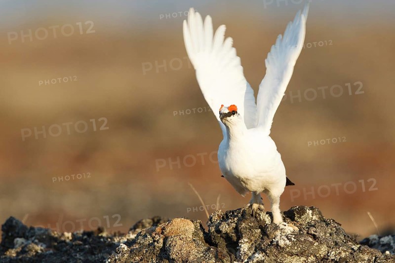 Rock Ptarmigan (Lagopus muta) male, Myvatn, Iceland