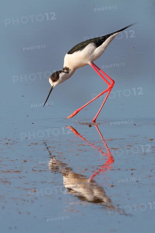 Black-winged Stilt (Himantopus himantopus), Greece