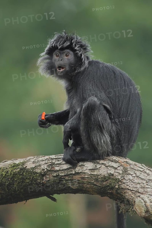 Javan lutung (Trachypithecus auratus), adult, food, eating, mouth, open, open, facial expression, captive