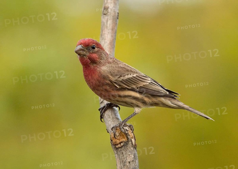 Male House Fiinch perched on branch