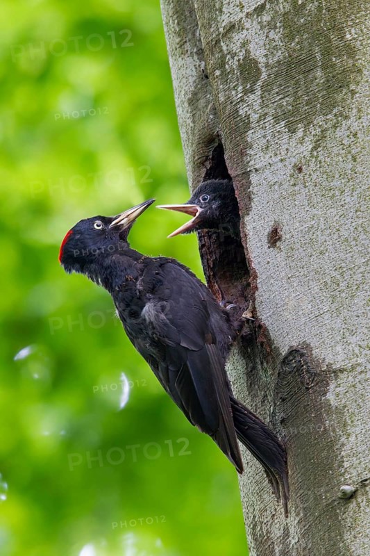 Black woodpecker, (Dryocopus martius), mTuiere, birds, woodpeckers, family of the true woodpeckers, at breeding cavity, feeding young birds, forest park, Mannheim, Baden-Württemberg, Germany