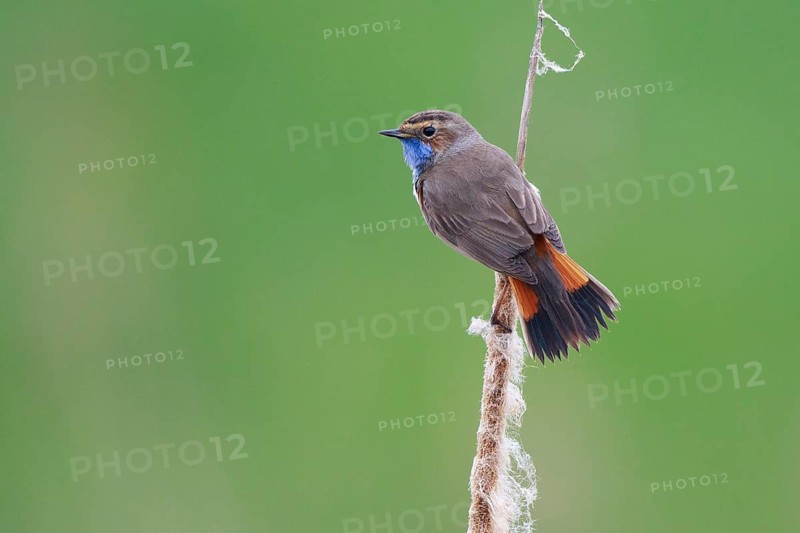 Bluethroat (Luscinia svecica cyanecula) male perched on cattail, Netherlands