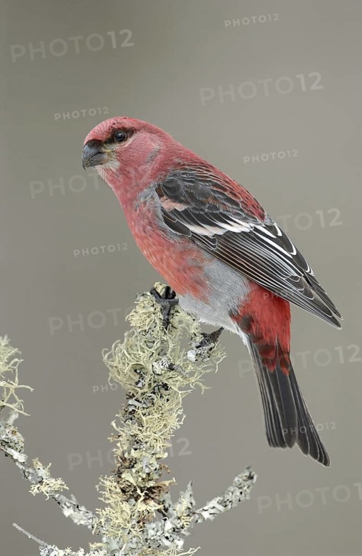 Pine Grosbeak (Pinicola enucleator) male, Minnesota, USA