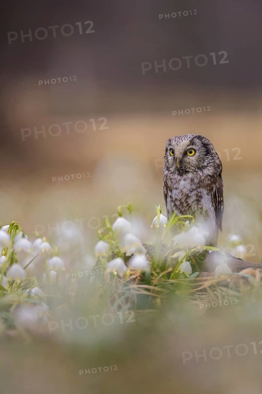 Boreal Owl (Aegolius funereus), Czech Republic